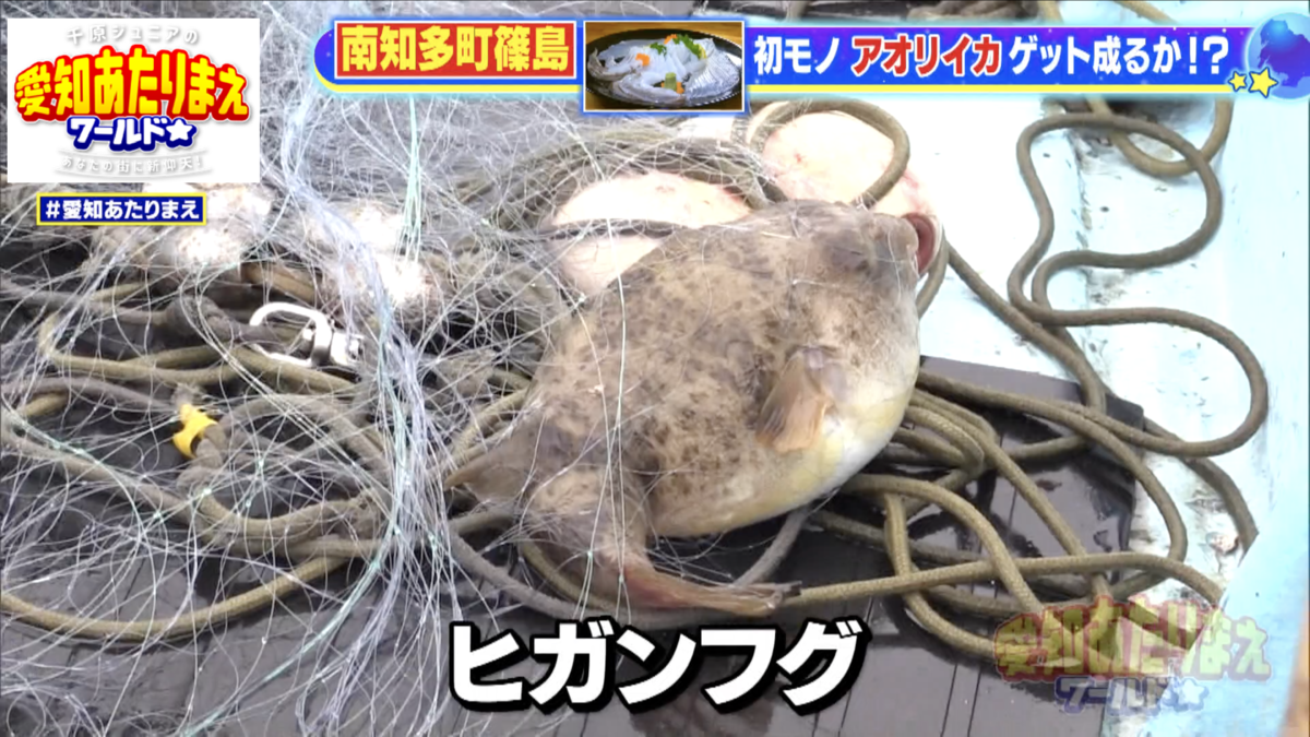 トラフグに匹敵するほどおいしいといわれるヒガンフグ