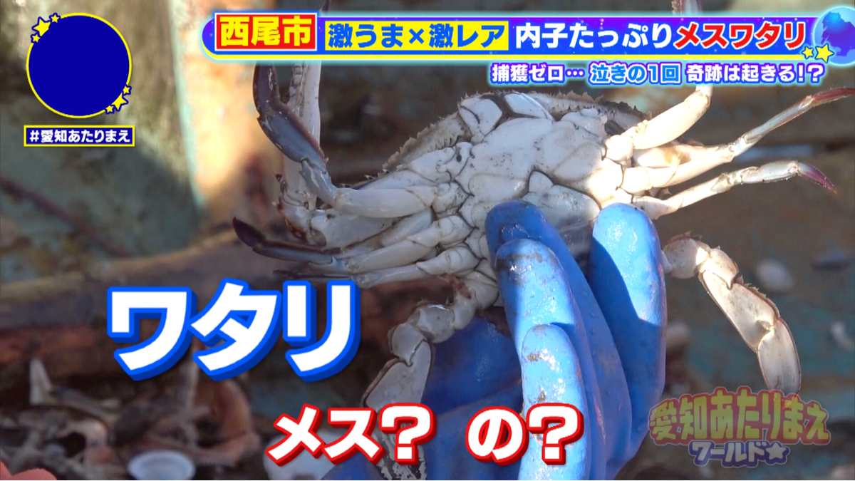 なんと、念願のメスのワタリガニをゲット！歓喜の瞬間