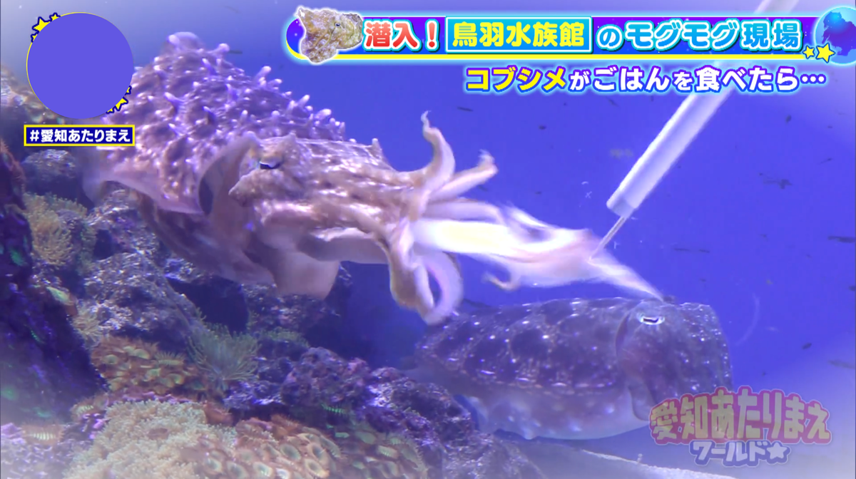 食べると同時にカラーチェンジ！見どころ満点