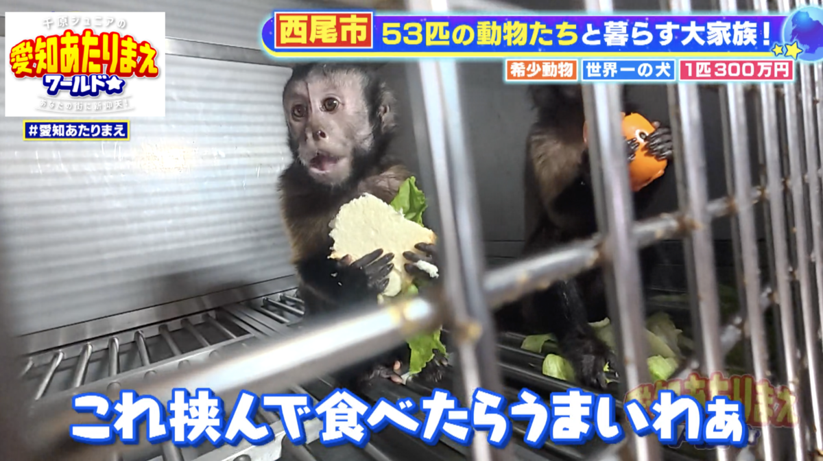 激レアアニマルの