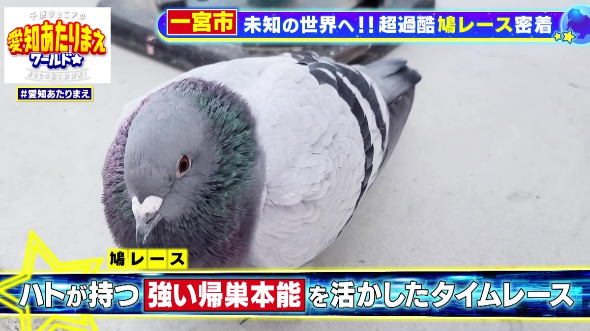 鳩レース