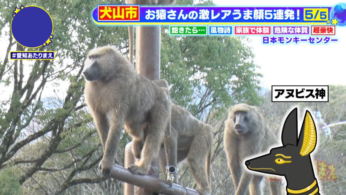 言われてみれば、古代エジプトの神様に似ている姿