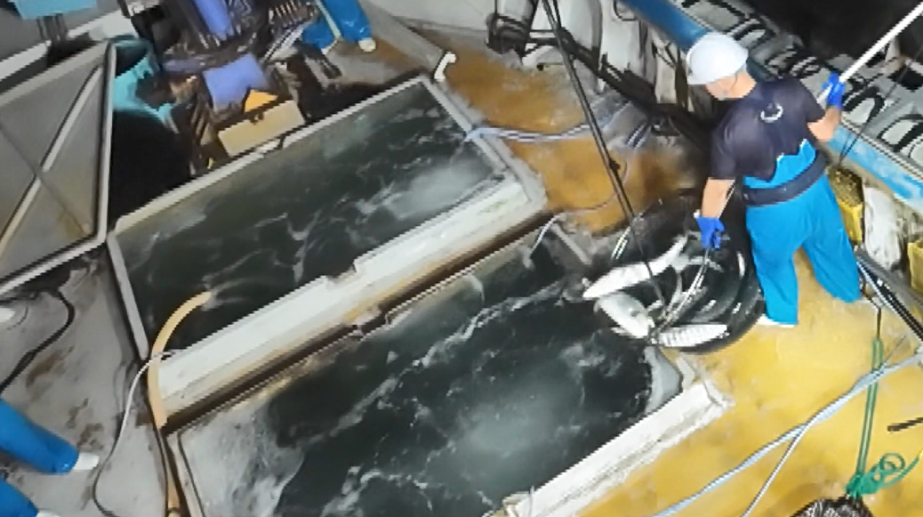 ハマチを水揚げする様子