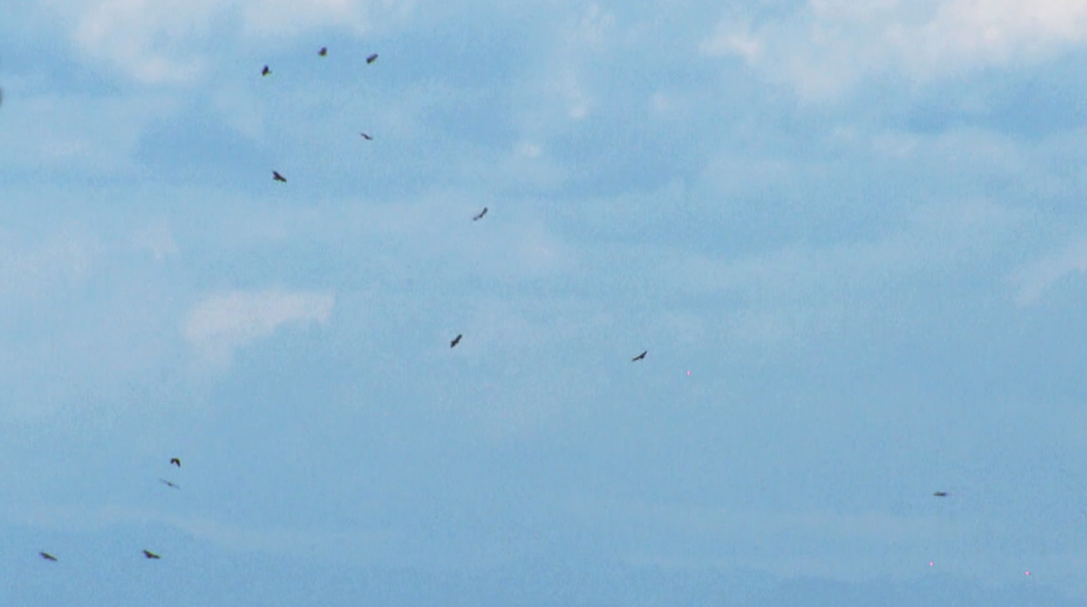 空を飛ぶタカの様子