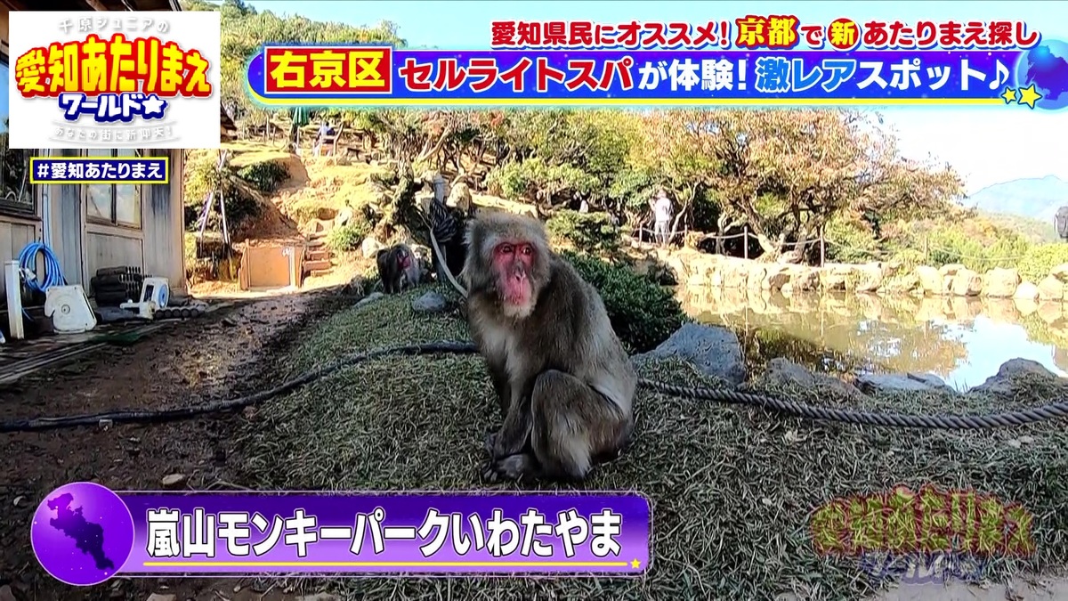 嵐山モンキーパークいわたやま