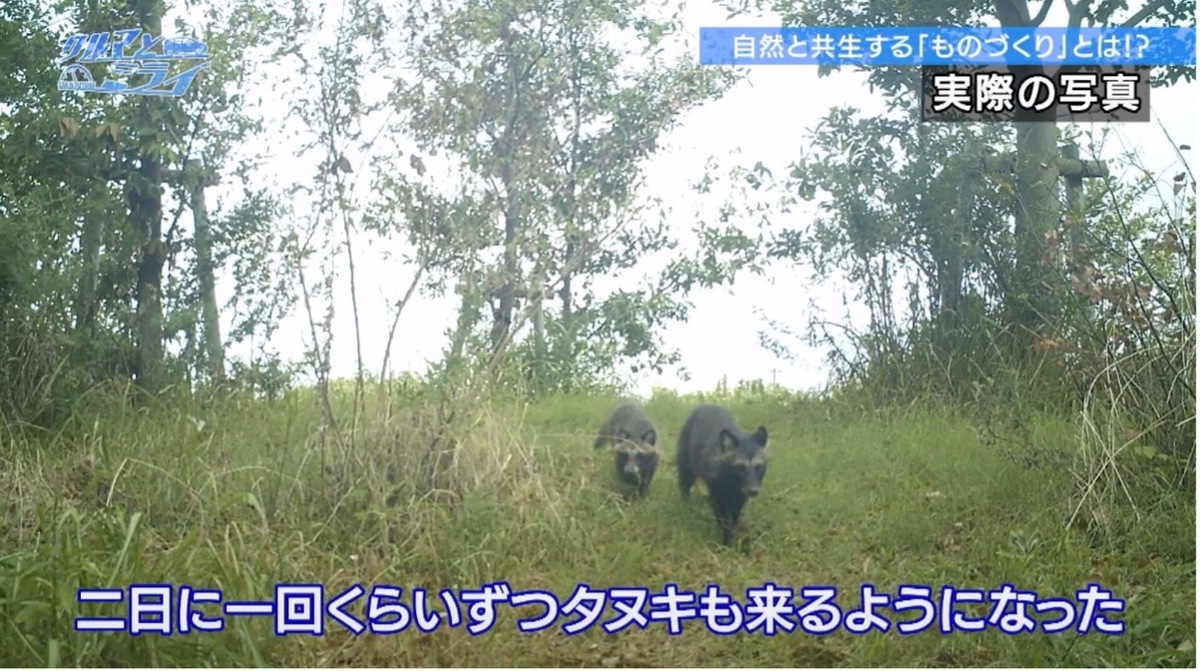 タヌキが集まる様子