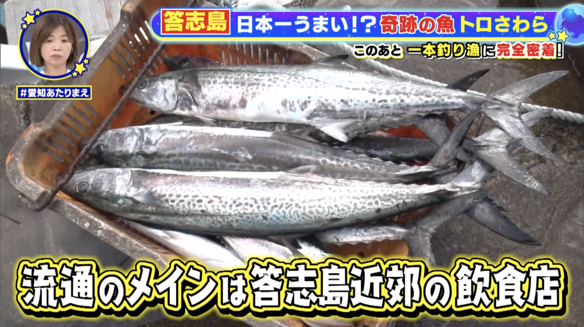 答志島近海で味わう、知る人ぞ知る「トロさわら」