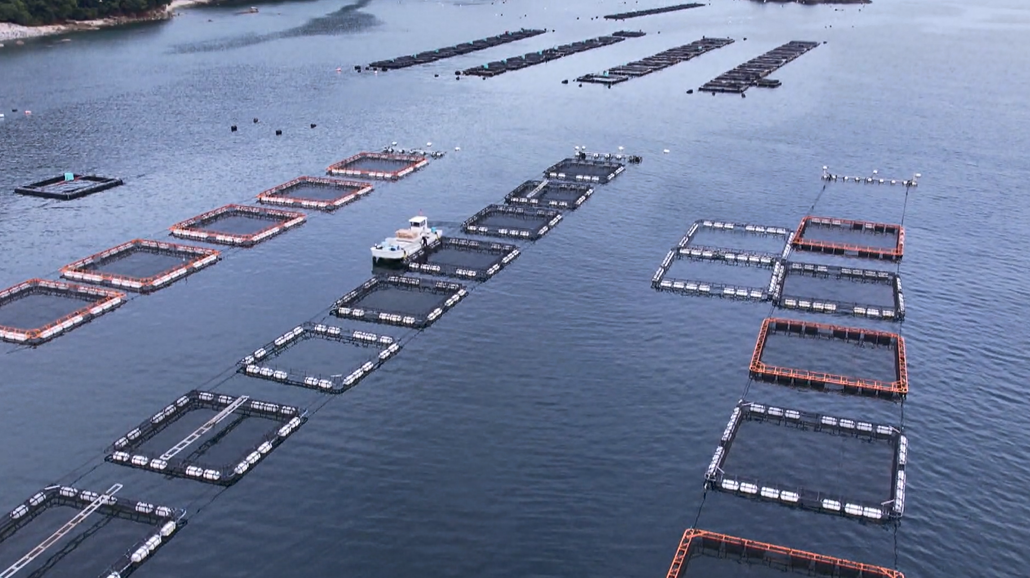 尾鷲湾に浮かぶ“いけす”