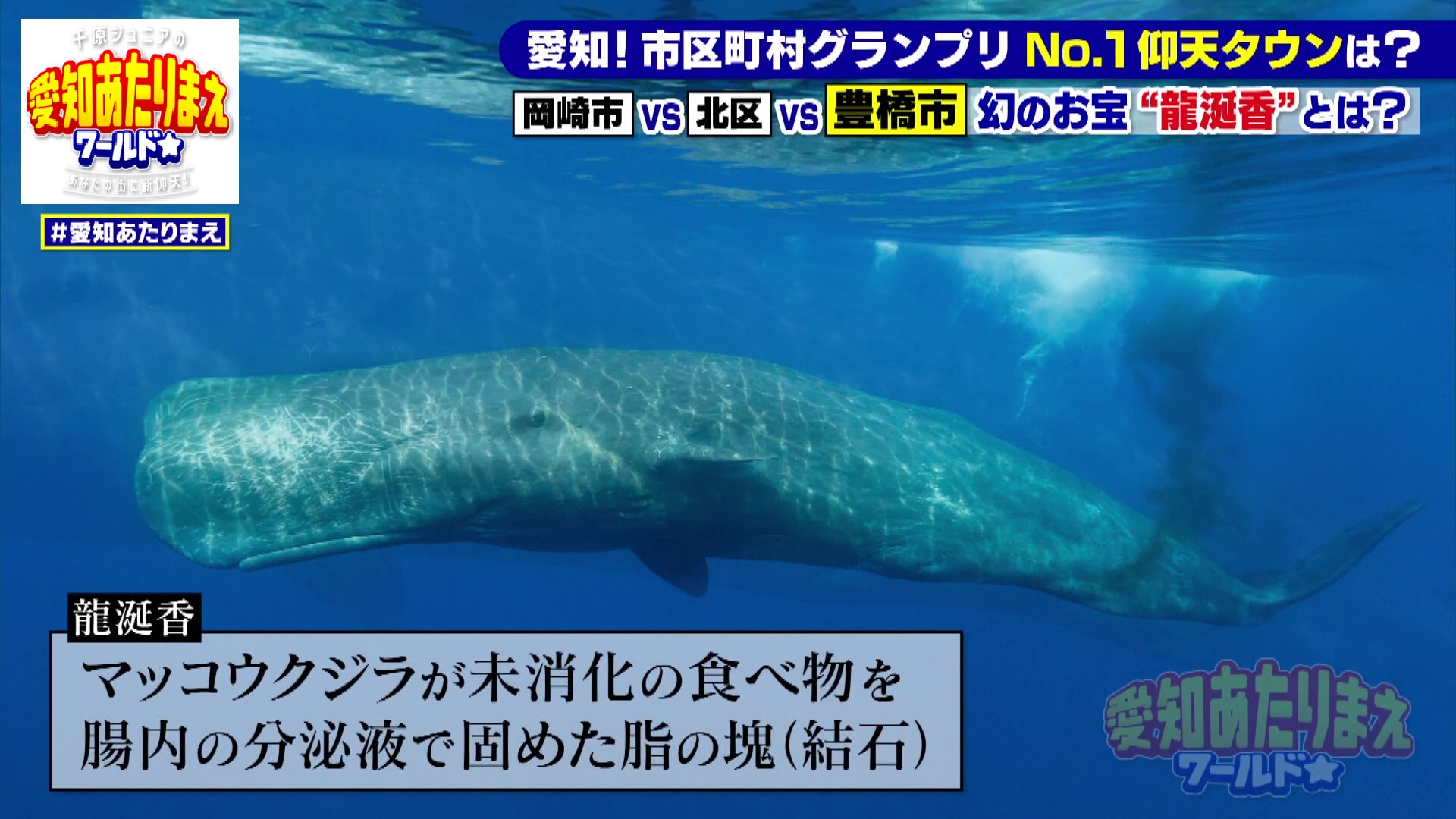 海を泳ぐマッコウクジラ