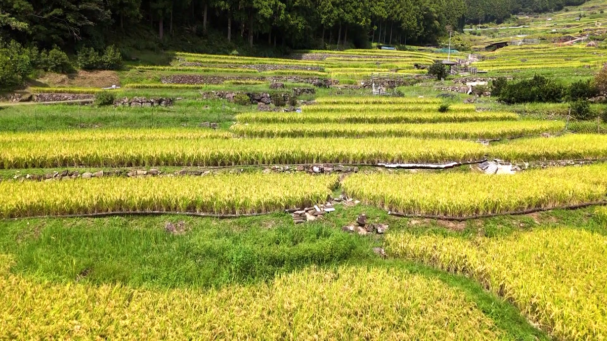 五感で感じられる美しい景色