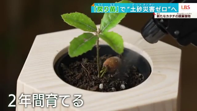 2年間育てたあと、自費で送り返すか、植林ツアーに参加して苗を植える