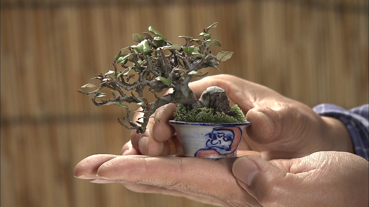 “ミニ”盆栽