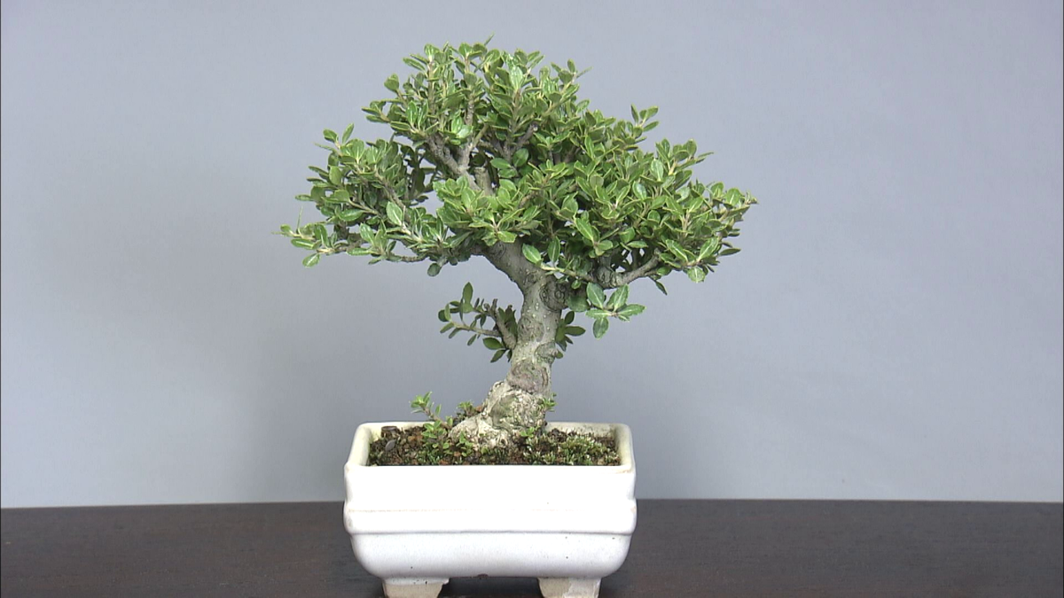 取り木を行う盆栽