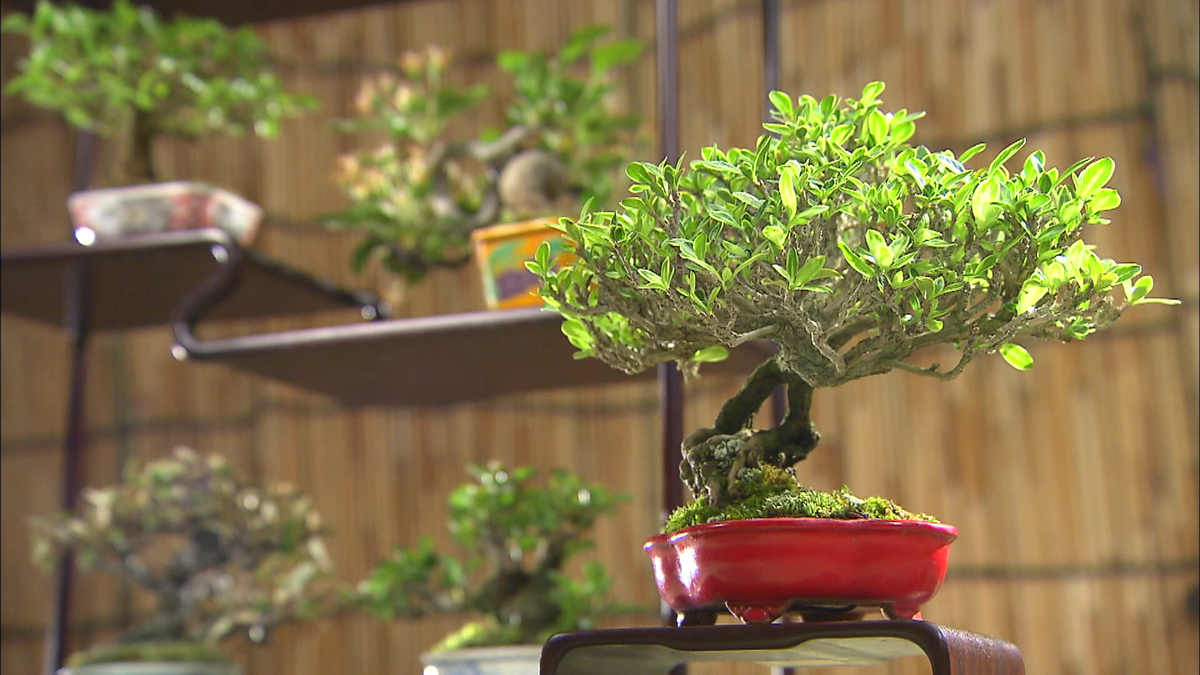 ミニ盆栽の9点飾り