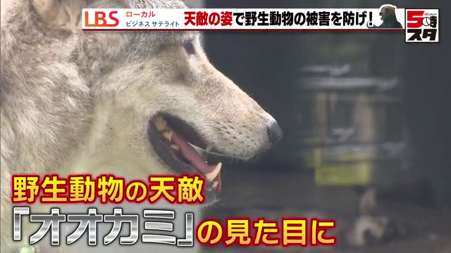 野生動物の天敵、オオカミの見た目に近づける