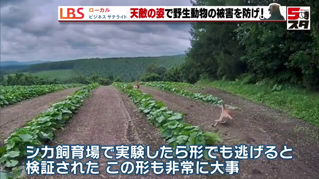 シカ飼育場で実験