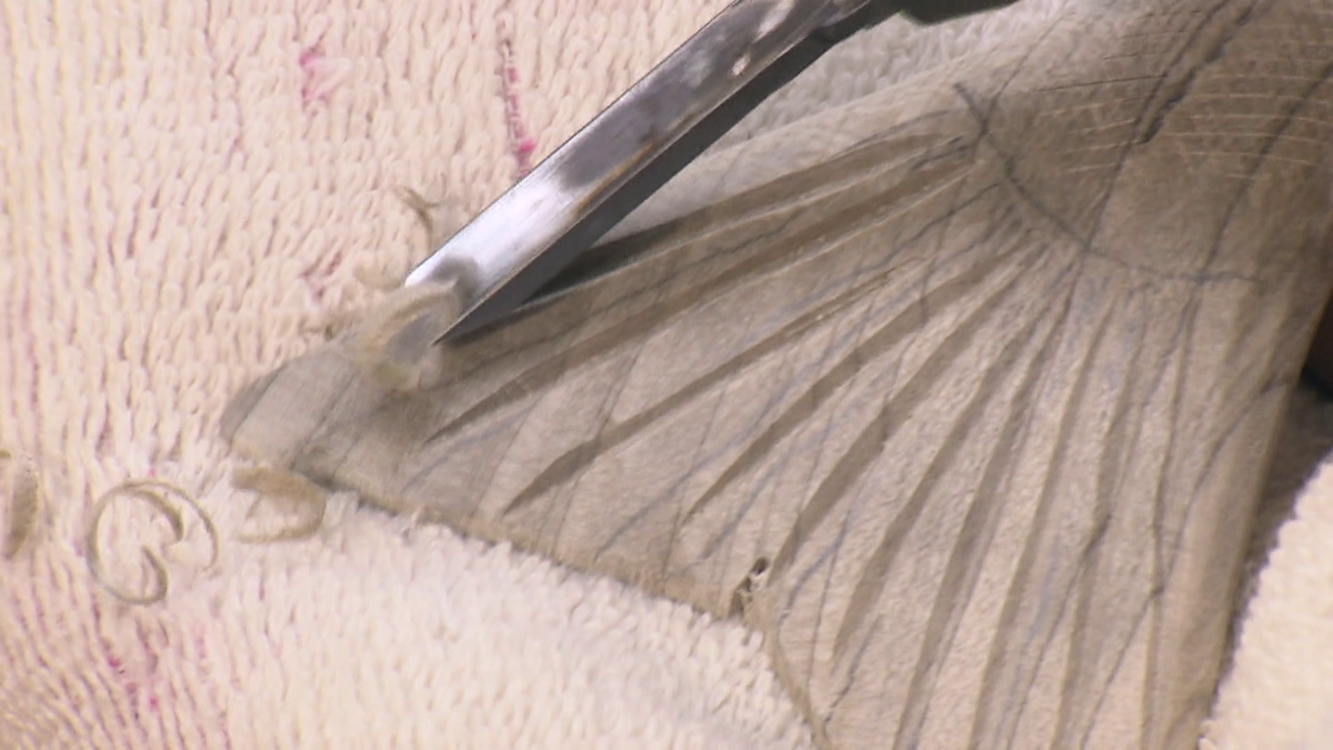 彫刻刀でフィッシュカービングに筋を入れる