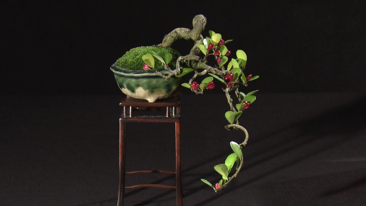 台湾の植物ハリツルマサキの小品盆栽