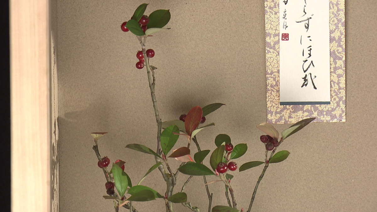 北アメリカ原産の西洋カマツカといった外国産の植物も盆栽仕立てに