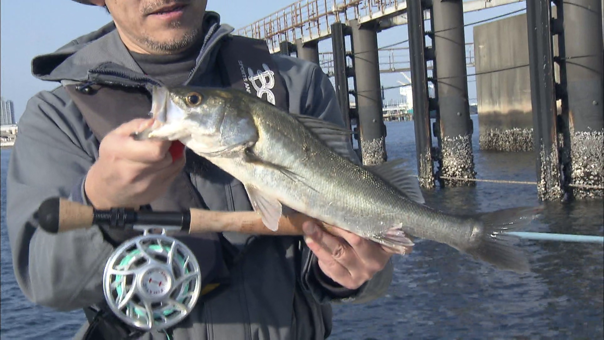 釣り上げたシーバスは40cmほど
