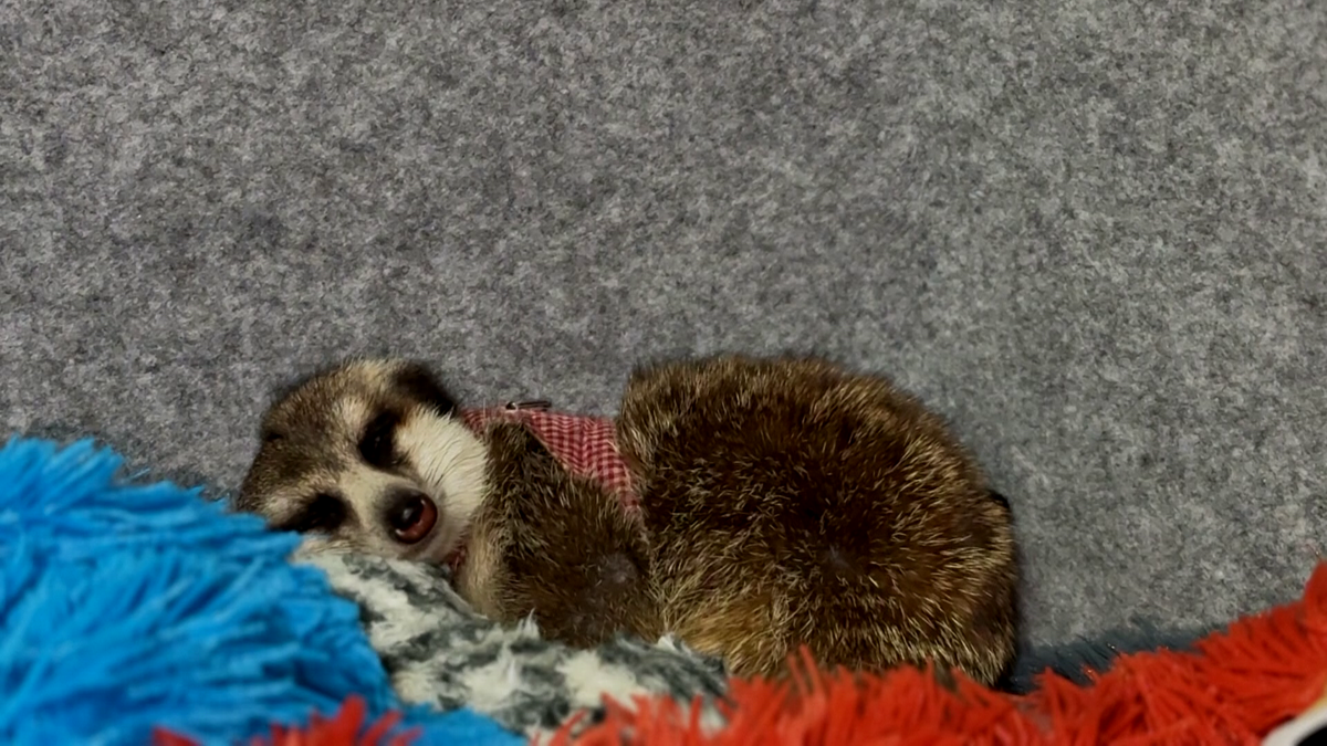 あべちゃんの相棒、ミーアキャットの「ちゅうちゃん」