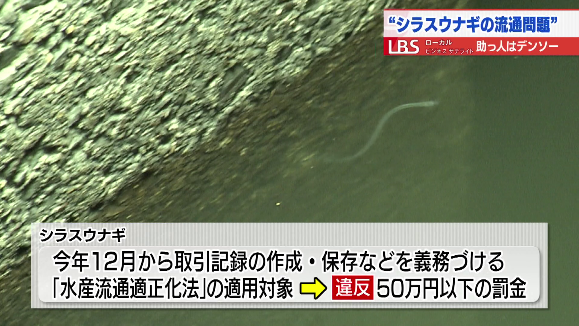 シラスウナギは2025年12月から「水産流通適正化法」の適用対象になる