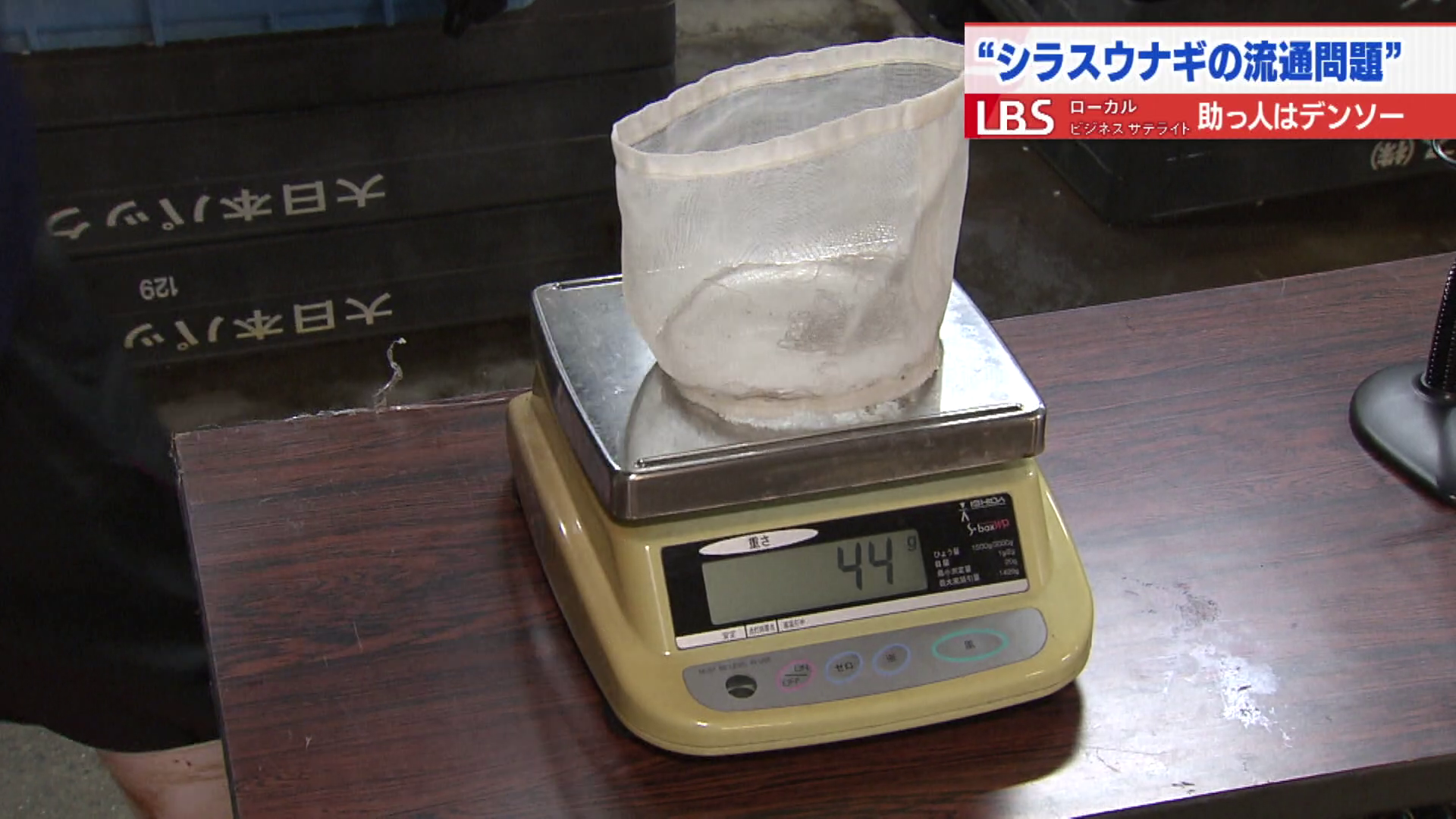 シラスウナギを計測