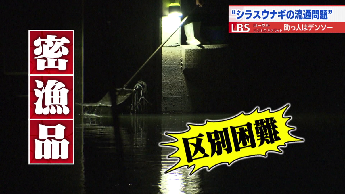 シラスウナギの流通を“見える化”