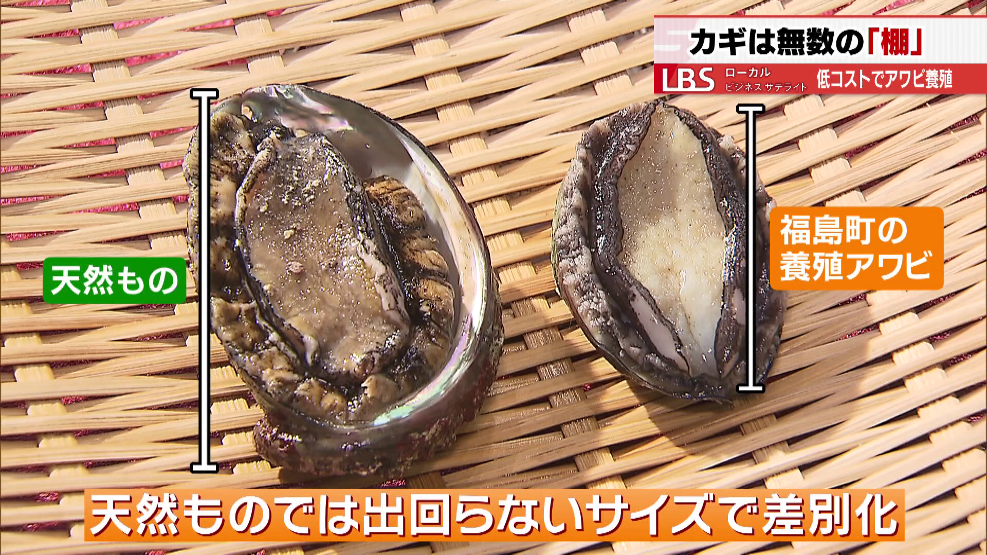 天然ものと差別化するため、サイズを小さくしている