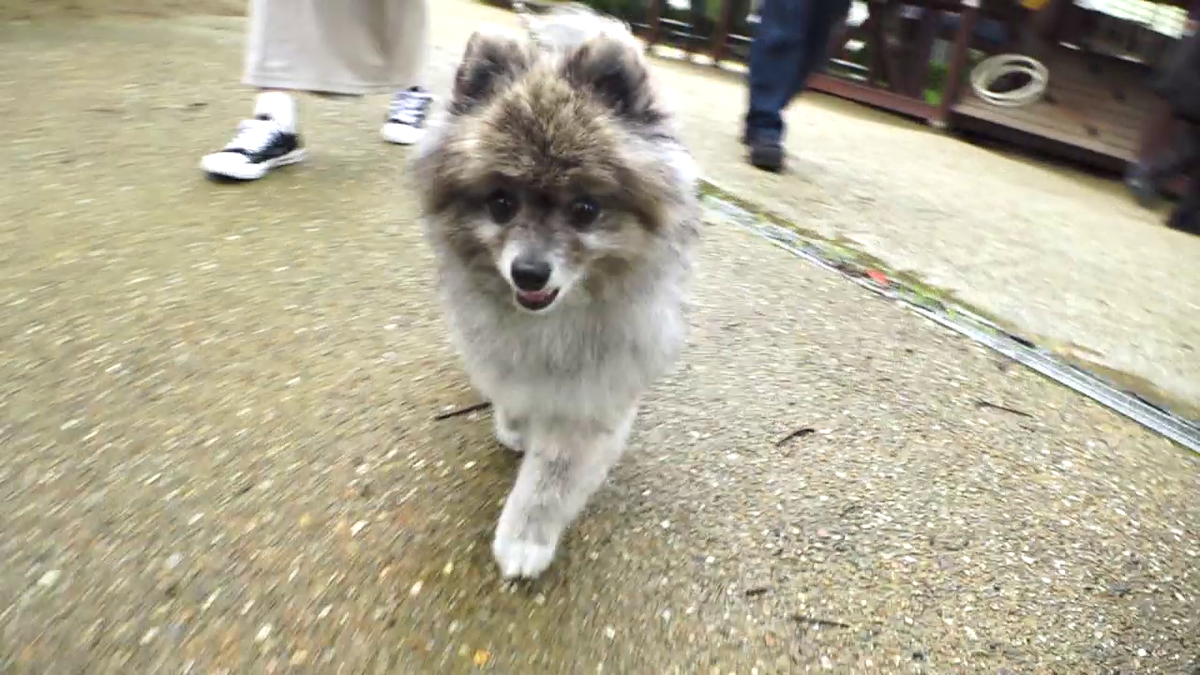 ワンちゃんのお散歩にもぴったり！