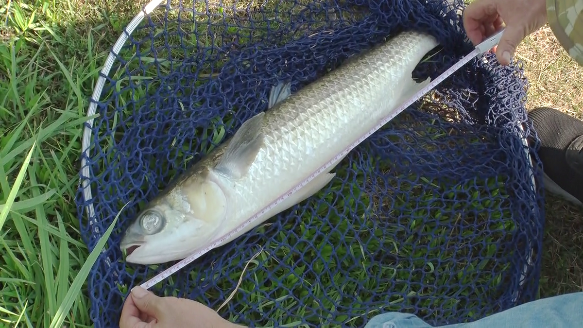 蟹江町を流れる川