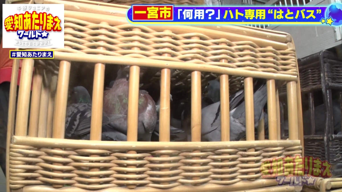 カゴの中に入れられたハトたち