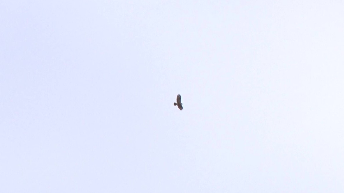 ハトを狙うタカが空を旋回