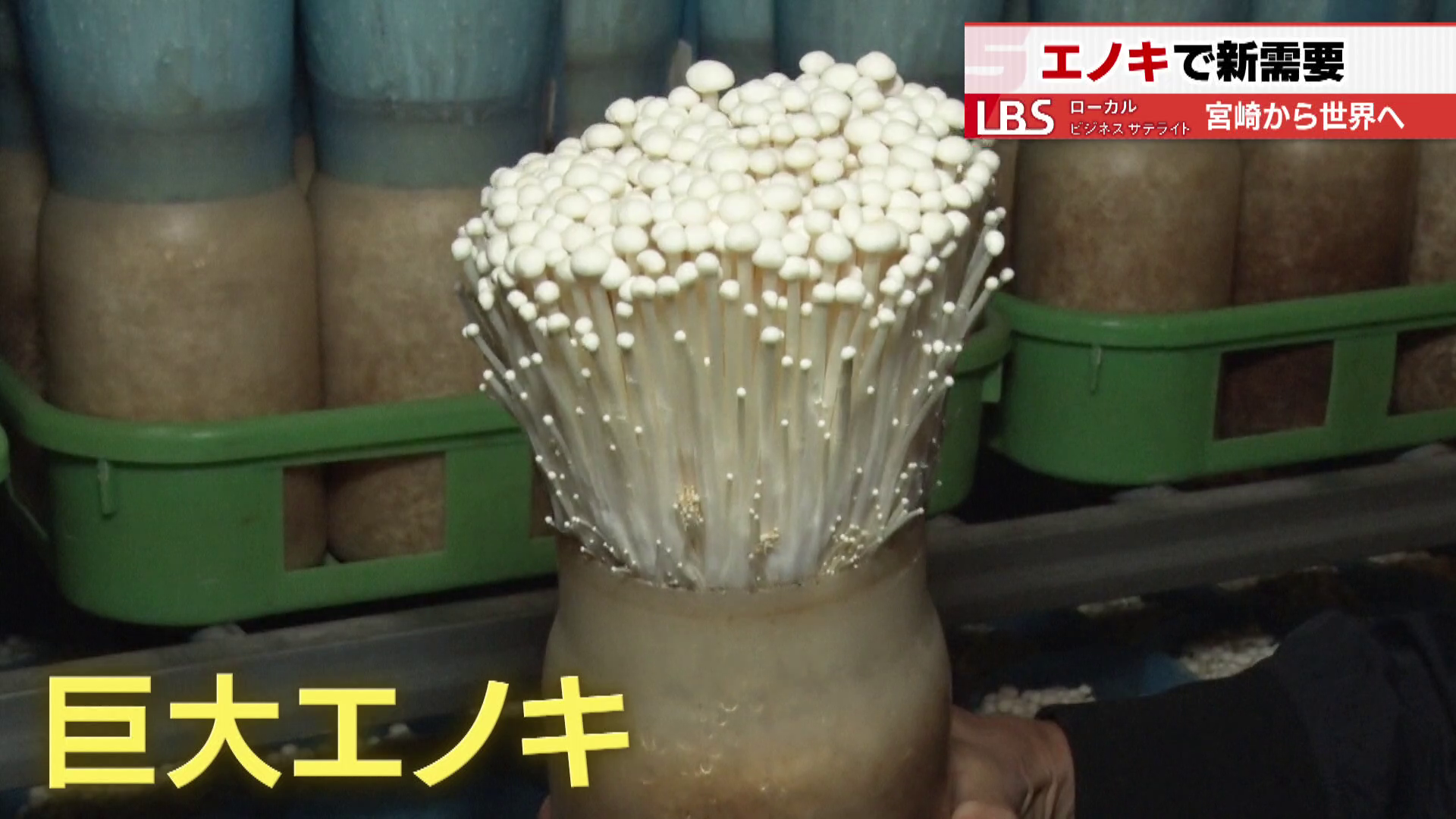 550グラムの巨大エノキ