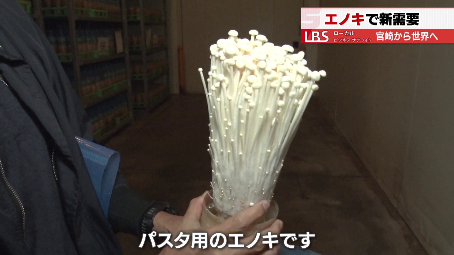 パスタ用のエノキ